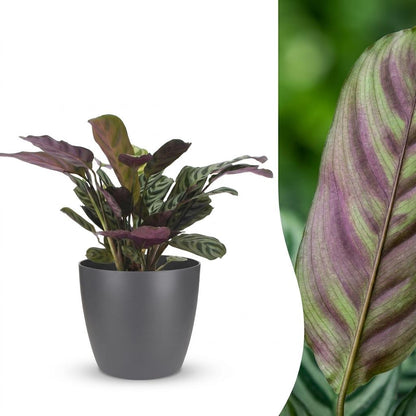 Une Ctenanthe Burle Marxii dans son cache-pot gris, présentée avec un gros plan sur le motif violet et vert d'une de ses feuilles