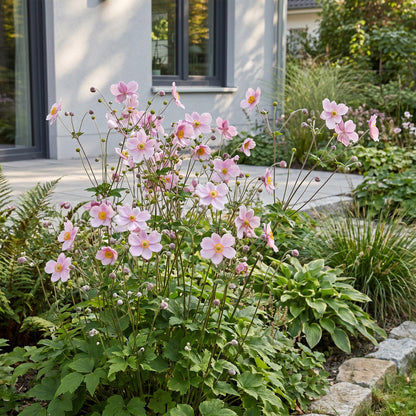 Anémone d'automne 'Kön. Charlotte' avec ses fleurs rose clair et son feuillage vert, plantée dans un jardin ensoleillé près d'une maison.