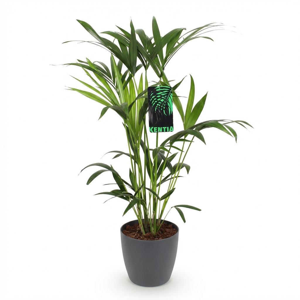 Plante d'intérieur - Howea Forsteriana - Palmier Kentia - Peu d'entretien - Vert - 1 Plante - avec Pot Gris - Pot 19cm - Hauteur 80-85cm