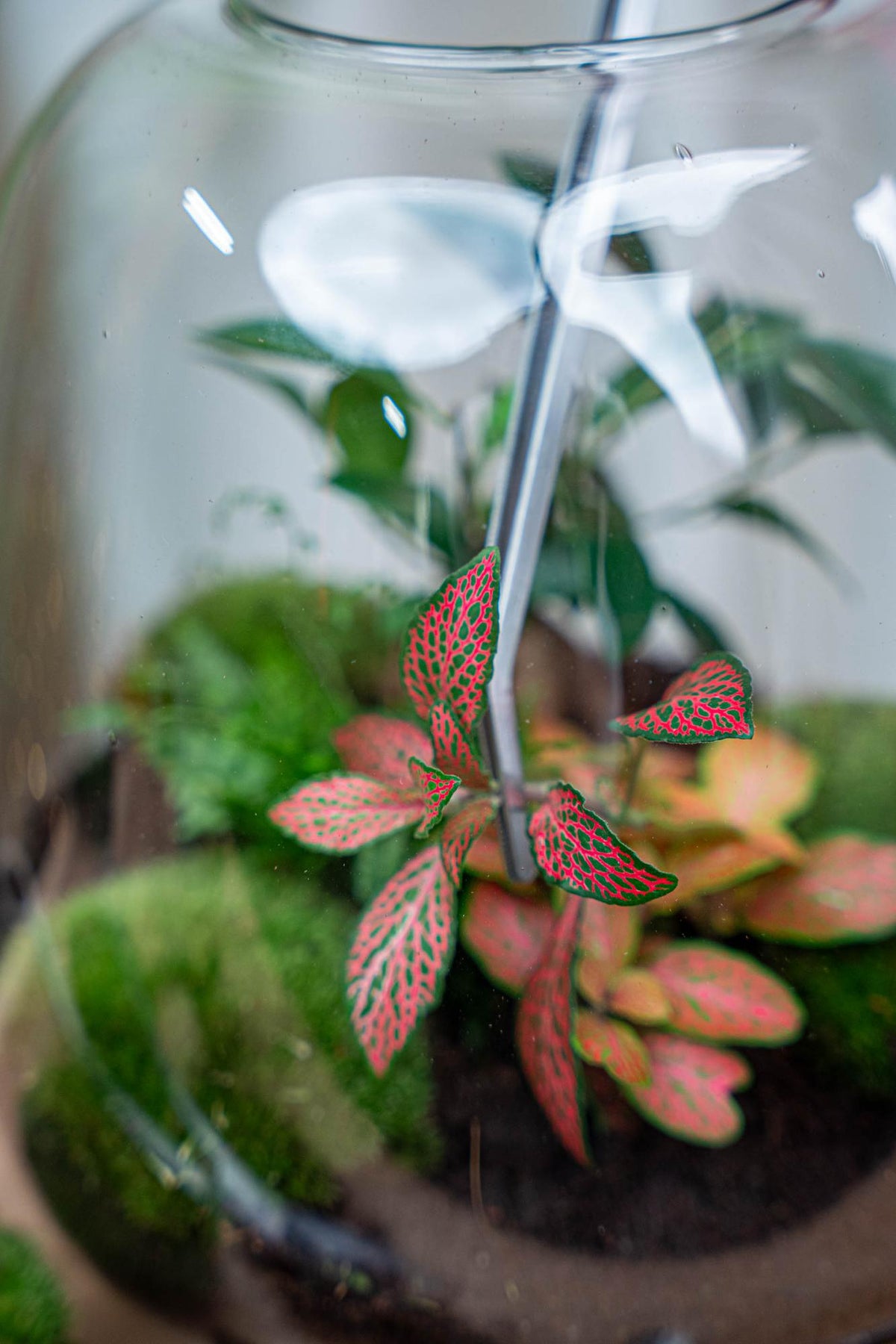 Pince terrarium longue 26 cm en acier inoxydable, pour planter et entretenir un bocal