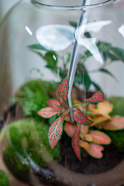 Pince terrarium longue 26 cm en acier inoxydable, pour planter et entretenir un bocal