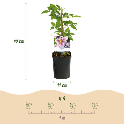 Clématite Piilu. Infographie : hauteur de la plante (40 cm), diamètre du pot (11 cm), espacement conseillé pour 4 plants sur 1 mètre.