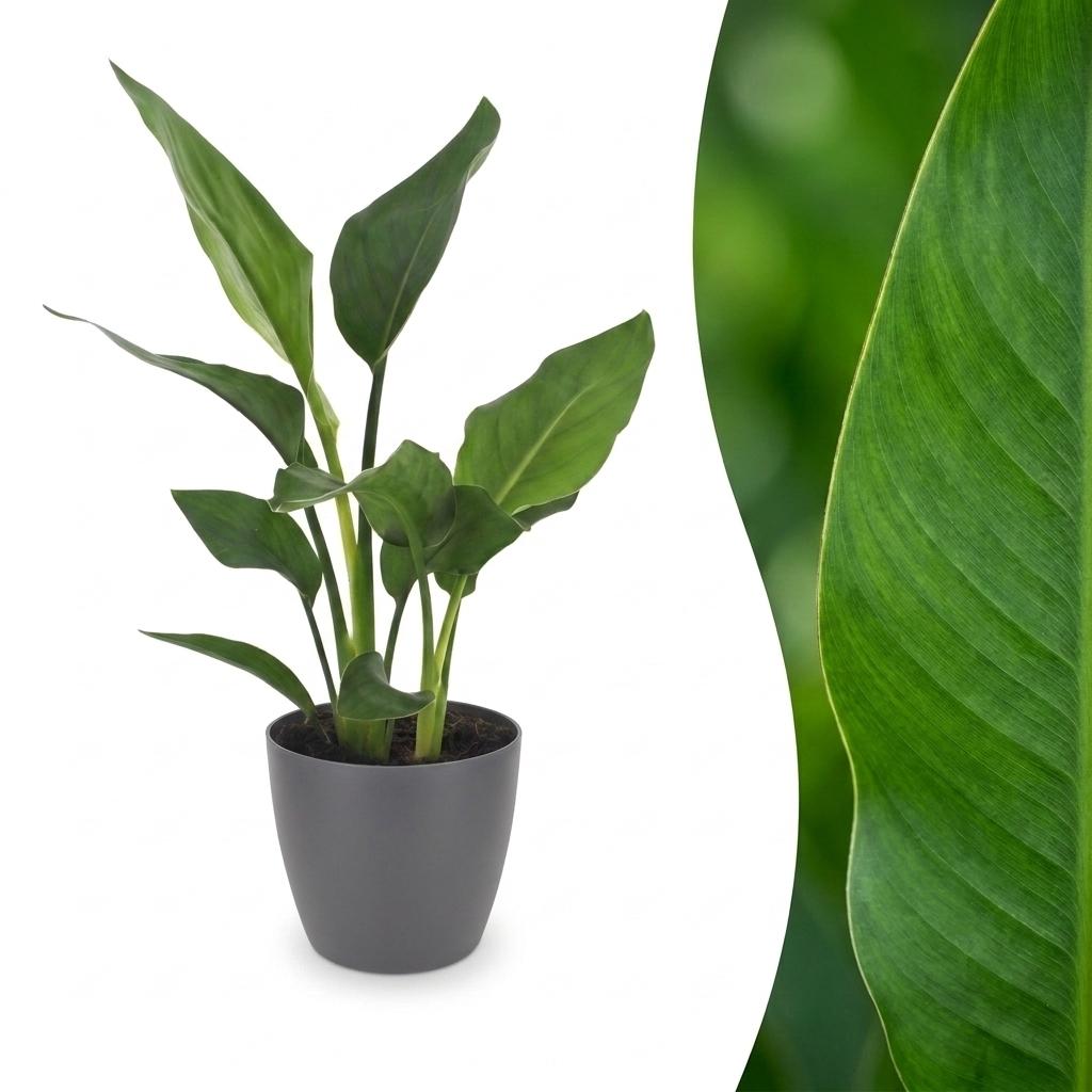Un jeune Strelitzia Reginea, l'oiseau de paradis, avec de longues feuilles vertes et un cache-pot gris simple