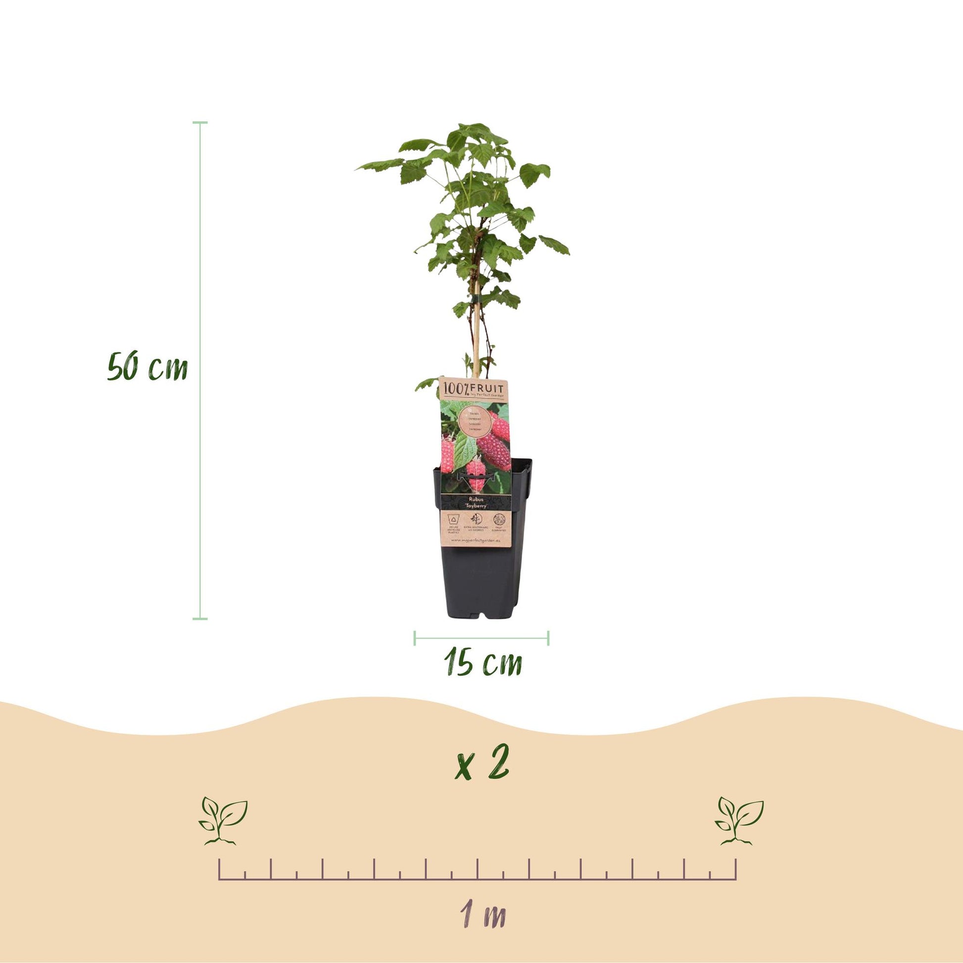 Tayberry : schéma montrant un plant en pot de 15 cm avec une hauteur de 50 cm. Indication d'un lot de 2 plants et espacement de 1 mètre.