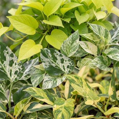 Détail du feuillage de Bébés plantes rares