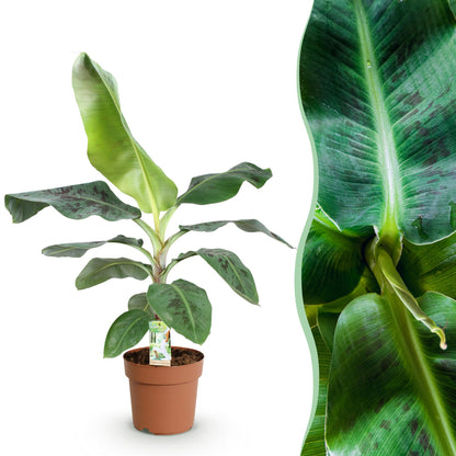 Une élégante Musa acuminata Nain Cavendish en pot marron sur un fond blanc pur, son feuillage vert panaché est mis en valeur