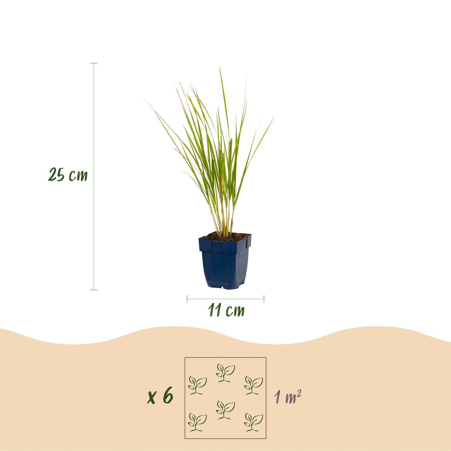 Calamagrostis Karl Foerster : pot de 11cm, plant de 25cm. Schéma de plantation pour 6 plants par m².