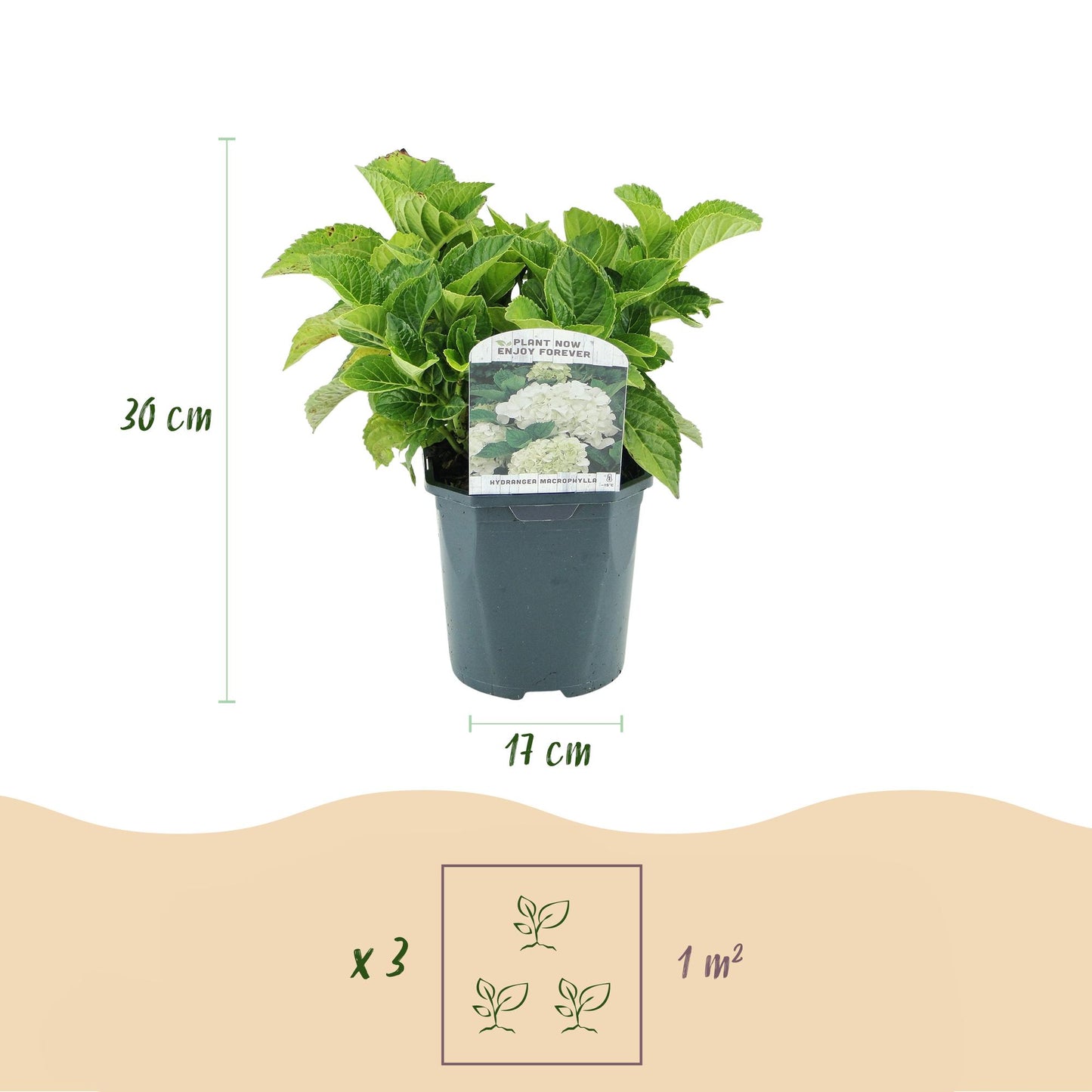 Hortensia de jardin (Hydrangea macrophylla), arbuste fleuri rustique, Pot 17 cm, Hauteur 30 cm