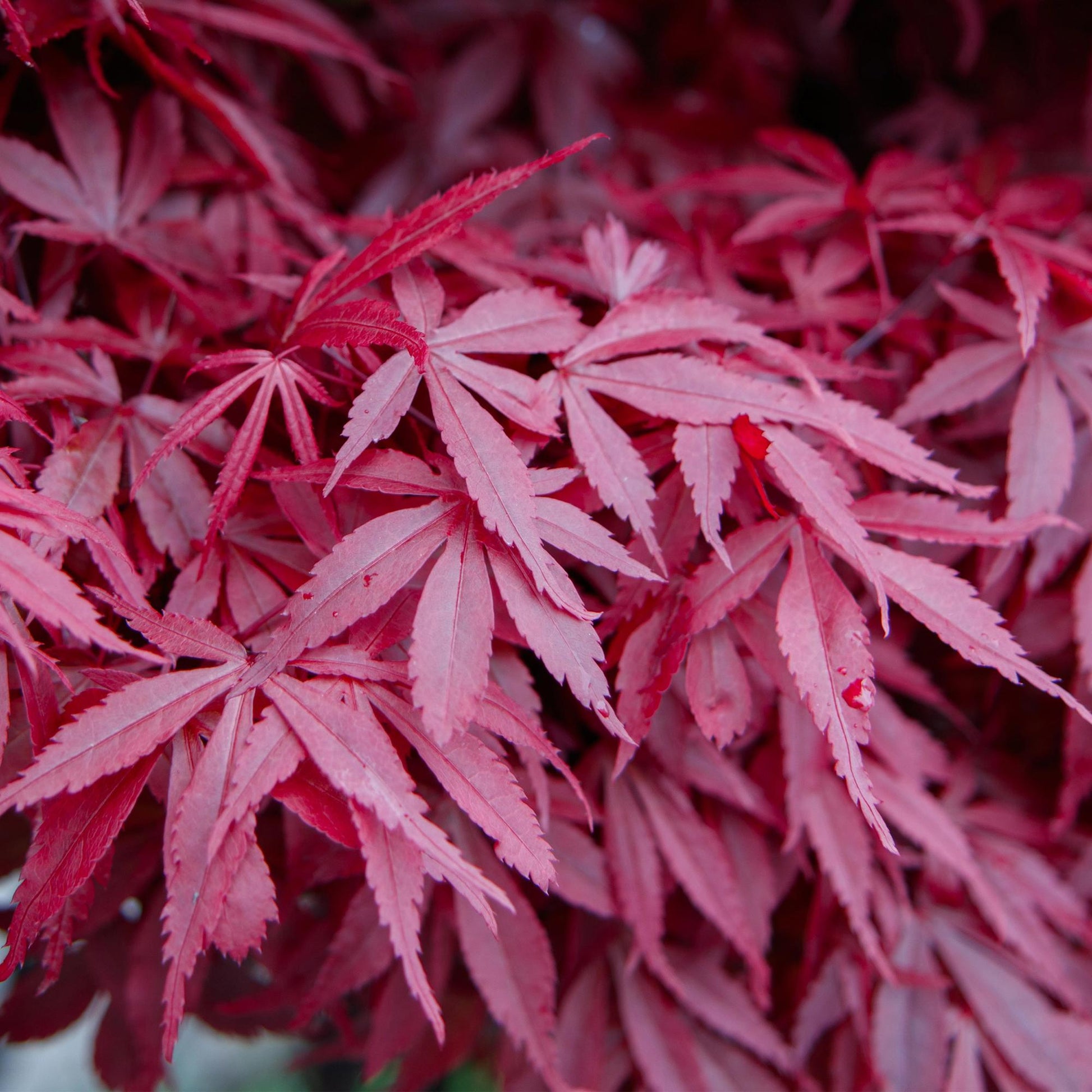 Erable japonais Acer palmatum Skeetsers Broom, un gros plan de ses feuilles palmées d'un rouge violet intense et profond.