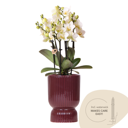 Orchidée Phalaenopsis blanche avec cache-pot Diabolo rouge