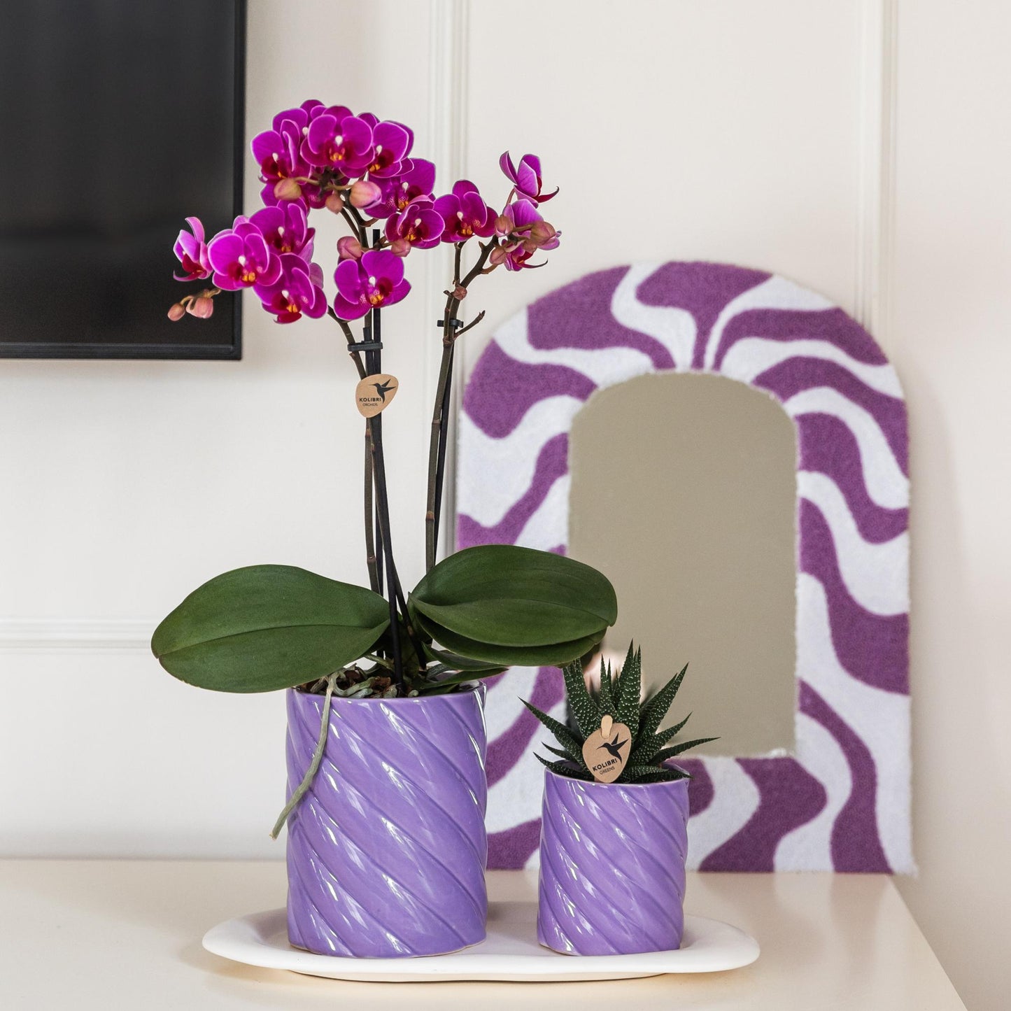 Orchidée Phalaenopsis violette en pot