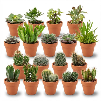 Un ensemble de 18 mini Mélange de Cactus & Succulentes de différentes formes, toutes plantées dans des pots en terre cuite de 8cm