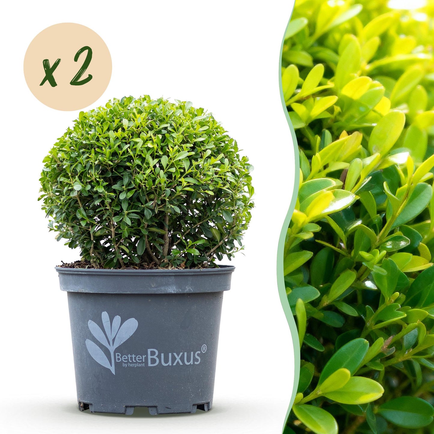 Buxus boule BetterBuxus Skylight en pot gris, résistant à la pourriture du buis. Pastille 'x2' pour indiquer le lot.
