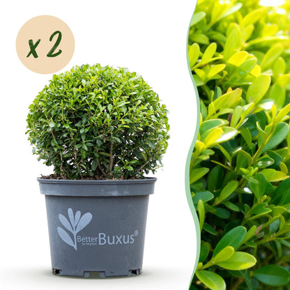 Buxus boule BetterBuxus Skylight en pot gris, résistant à la pourriture du buis. Pastille 'x2' pour indiquer le lot.
