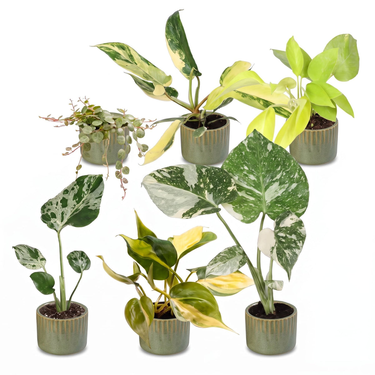 Bébés plantes rares en pot de 6 cm, 6 plantes, cache-pot vert olive