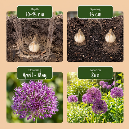 Guide de plantation des bulbes d'Ail d'ornement 'Miami' : profondeur, espacement, floraison et exposition.