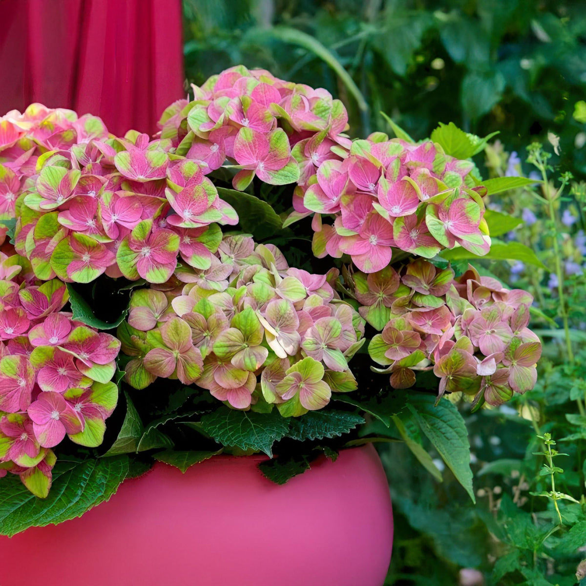Hortensia Magical Green Fire, gros plan de ses fleurs roses et vertes en pot, avec feuillage luxuriant en arrière-plan.