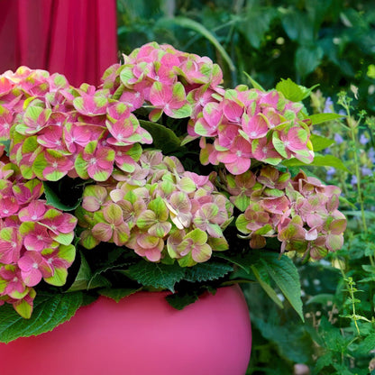 Hortensia Magical Green Fire, gros plan de ses fleurs roses et vertes en pot, avec feuillage luxuriant en arrière-plan.