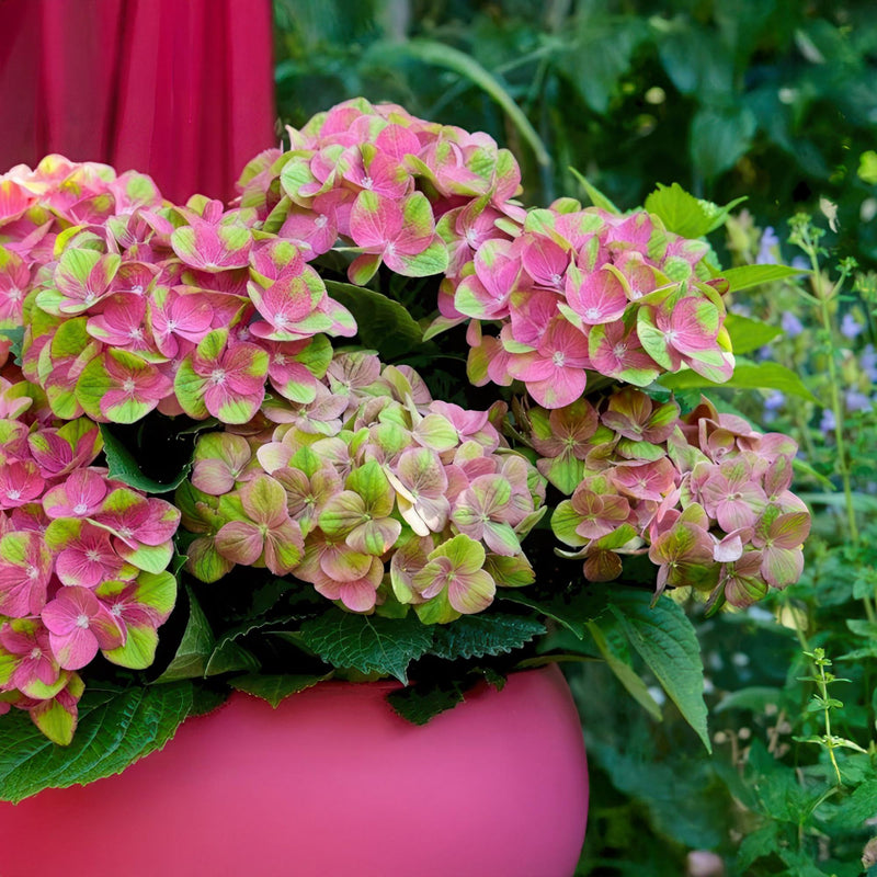 Hortensia Magical Green (Hydrangea macrophylla), arbuste fleuri rustique, fleurs roses, Pot 23 cm, Hauteur 55 cm