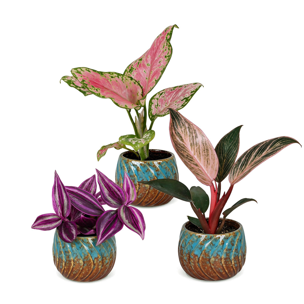 Bébés plantes roses en pot de 6 cm, 3 plantes, cache-pot cuivre et turquoise
