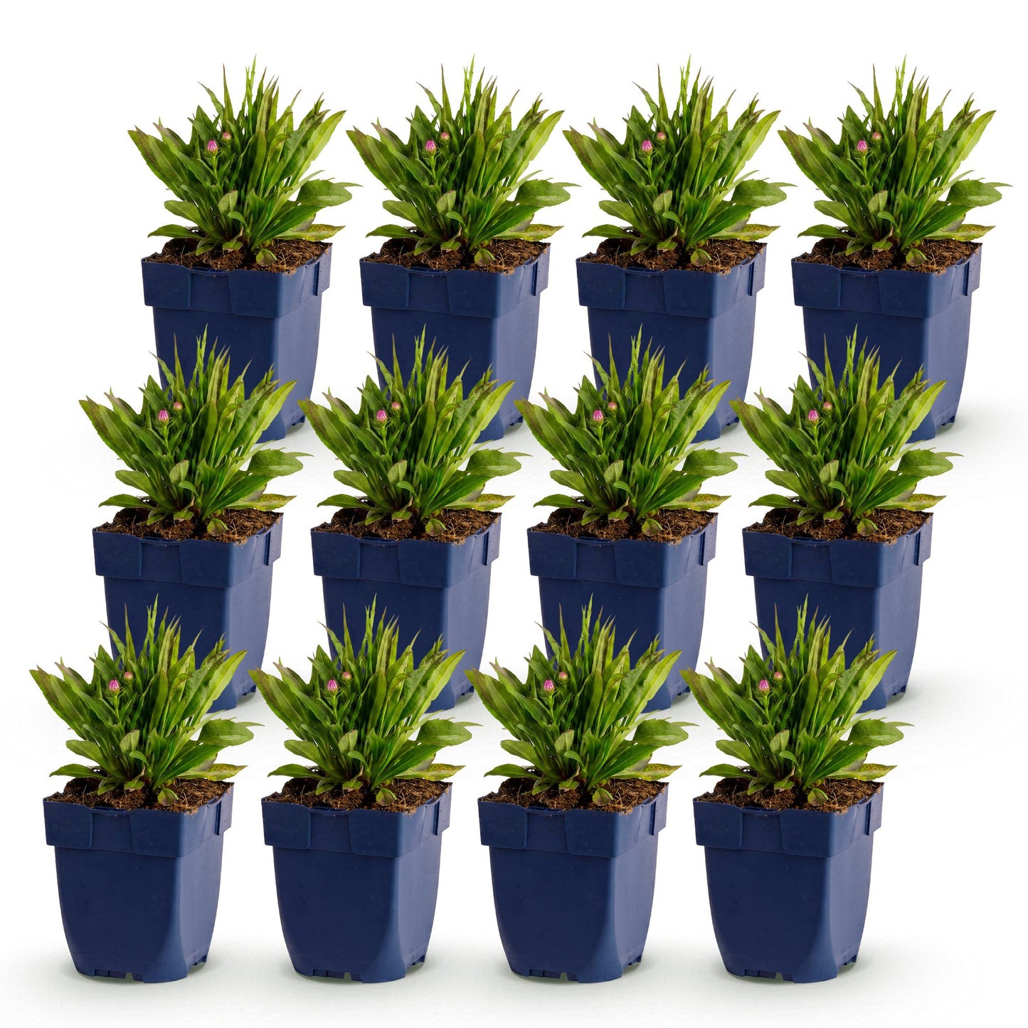 Aster Wood's Pink en lot de 12 plants en pots bleus, sur fond blanc. Chaque pot contient un jeune plant avec des feuilles vertes et de petit