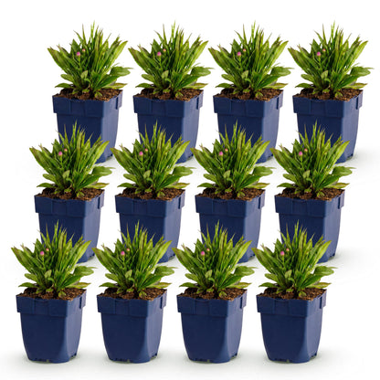Aster Wood's Pink en lot de 12 plants en pots bleus, sur fond blanc. Chaque pot contient un jeune plant avec des feuilles vertes et de petit