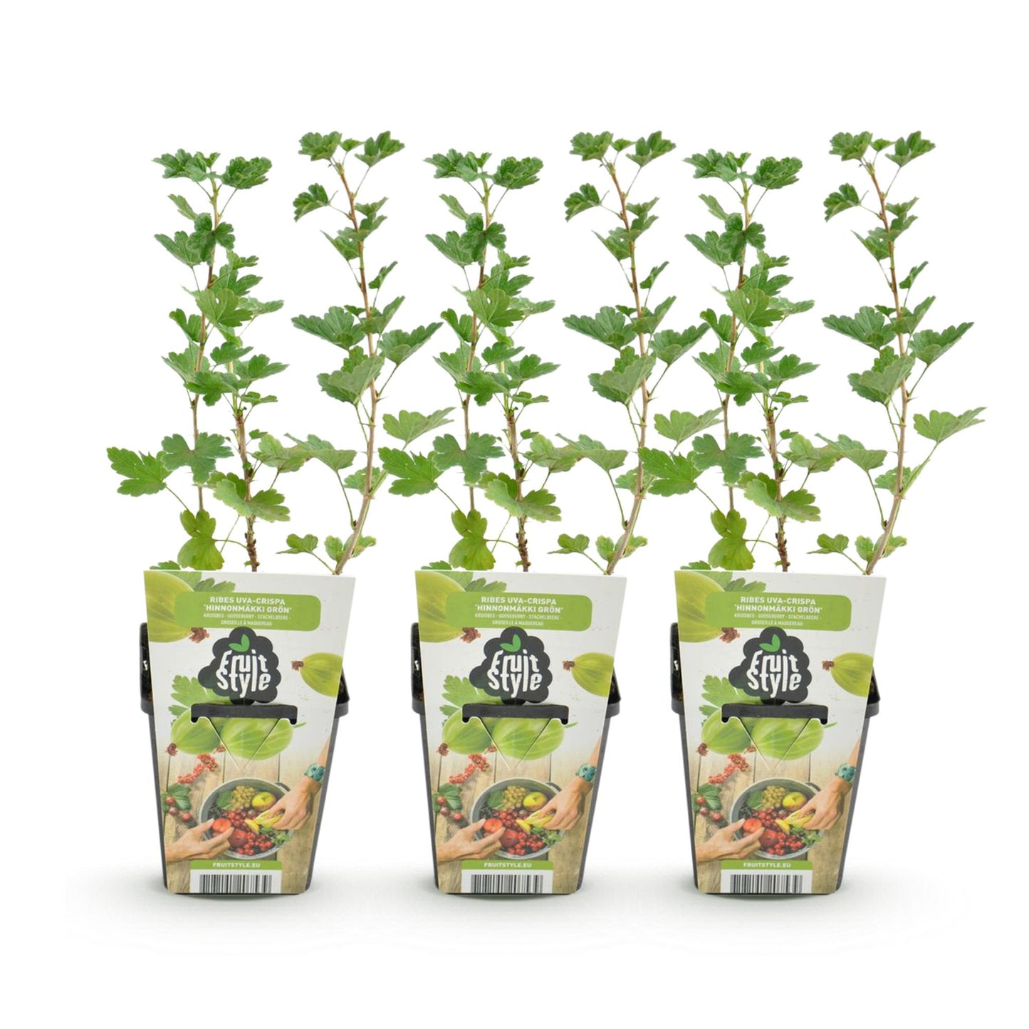 Groseillier Ribes uva-crispa Hinnonmaki Grun : lot de trois jeunes plants en pot sur fond blanc, prêts à être plantés pour des baies vertes.
