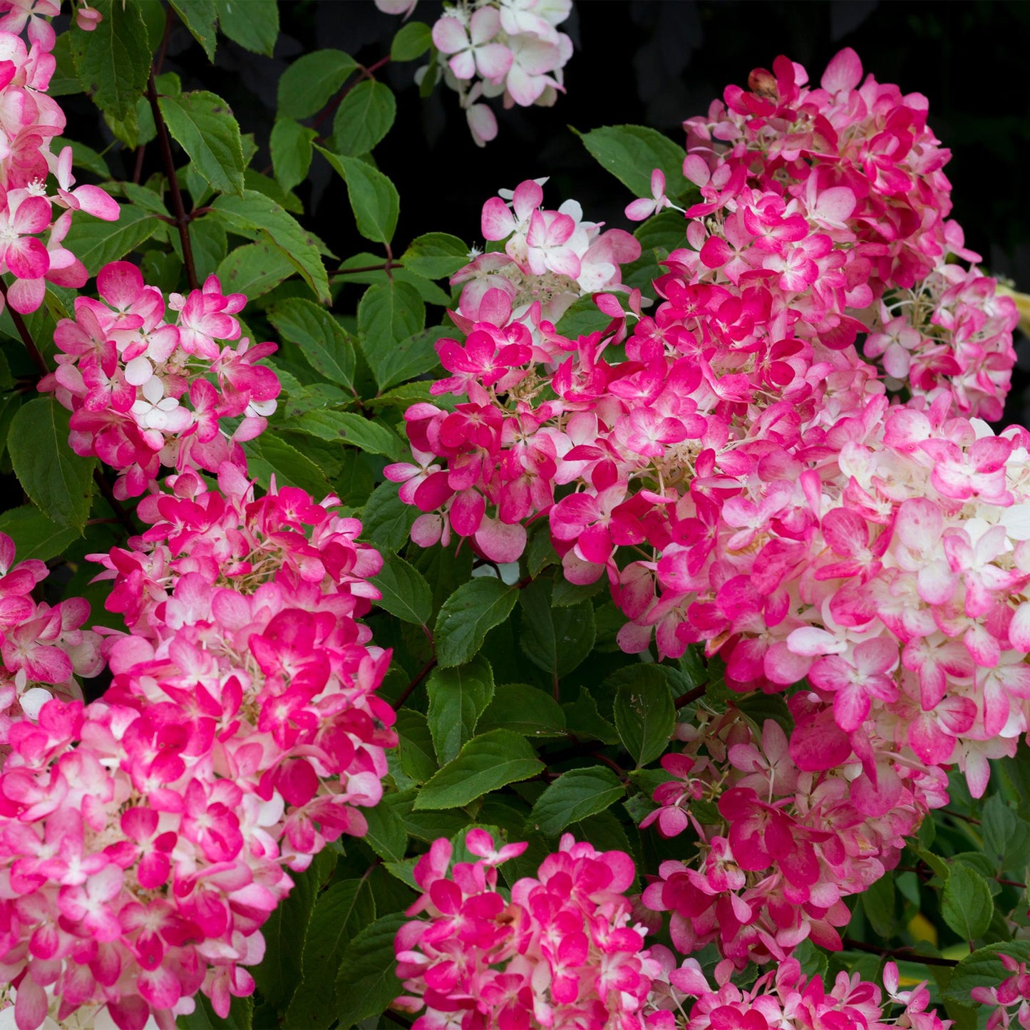 Hortensia 'Hydrangea panniculata Pink Diamond' : gros plan de ses magnifiques grappes de fleurs, roses intenses virant au blanc.