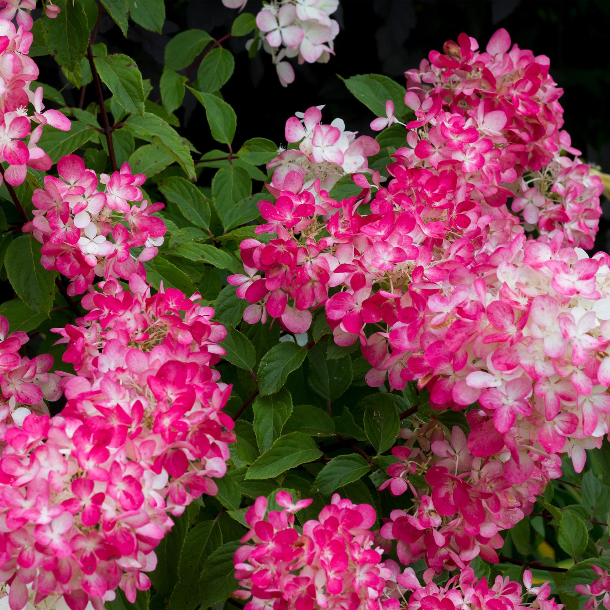 Hortensia 'Hydrangea panniculata Pink Diamond' : gros plan de ses magnifiques grappes de fleurs, roses intenses virant au blanc.