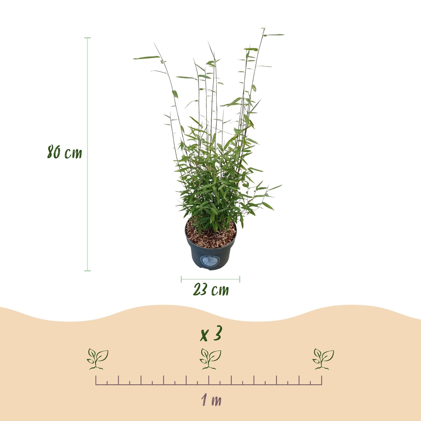 Graminées Fargesia nitida Black Dragon : infographie avec un plant de 80 cm de haut, pot de 23 cm de diamètre. Schéma d'espacement avec 1 mè