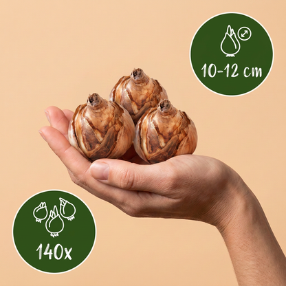 Bulbes de Mélange de bulbes pour jardin ensoleillé tenus dans une main, calibre 10-12 cm, lot de 140 bulbes.