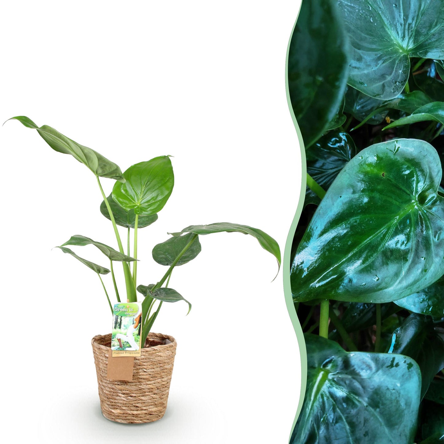 Plantes d'intérieur - Alocasia Cucullata - Main de Bouddha - Peu d'entretien - avec panier - Vert - 1 Plante - Pot 17cm - Hauteur 60-65cm