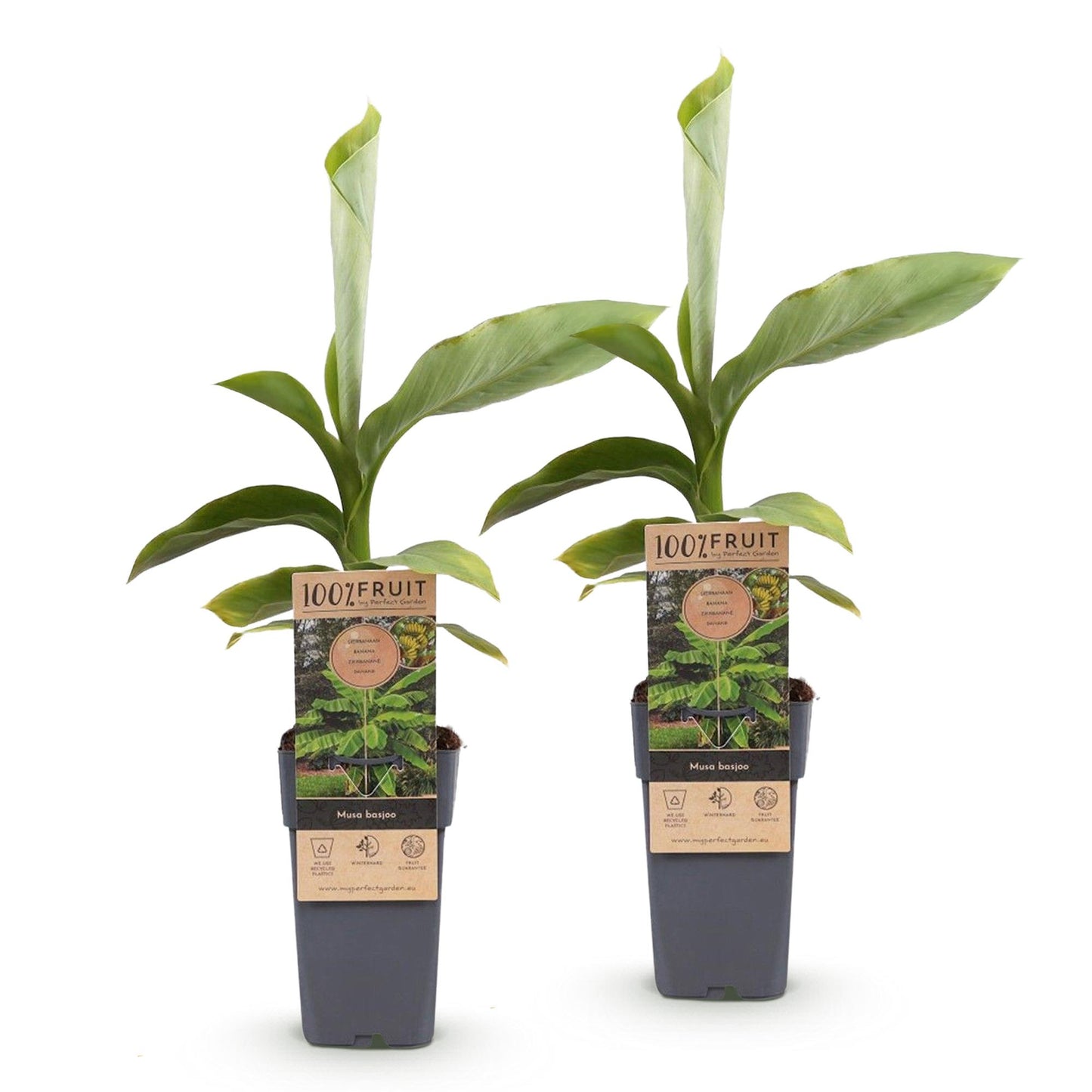 Musa Basjoo : Deux jeunes plants de bananier japonais en pot, avec étiquettes de marque, alignés sur fond blanc uni.