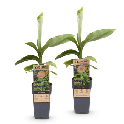 Musa Basjoo : Deux jeunes plants de bananier japonais en pot, avec étiquettes de marque, alignés sur fond blanc uni.