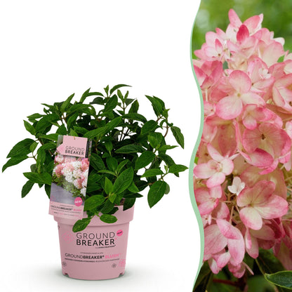 Hortensia 'Groundbreaker Blush' en pot avec son étiquette, à côté d'un gros plan de ses fleurs roses et blanches.