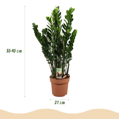 Plantes d'intérieur - Zamioculcas - Plante ZZ - Peu d'entretien - Vert - 1 Plante - Pot de 21 cm - Hauteur 80-90 cm
