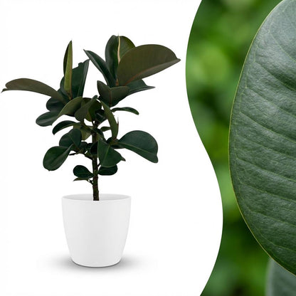 Plante d'intérieur - Caoutchouc - Ficus Elastica Cloe - Vert - Peu d'entretien - 1 Plante - avec Pot Blanc - Pot 19cm - Hauteur 65cm