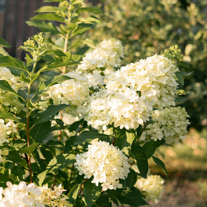 Hydrangea paniculata Limelight en pleine floraison, avec ses panicules de fleurs blanc-vert lime dans un jardin ensoleillé.