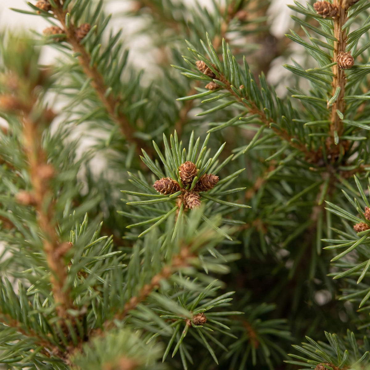 Gros plan sur les aiguilles : Épicéa de l'Alberta 'Conica' (Picea glauca 'Conica')