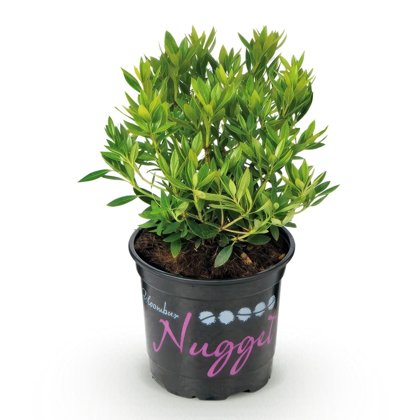 Rhododendron Bloombux Rose Clair, un plant en pot noir avec son feuillage vert dense sur fond blanc uni.