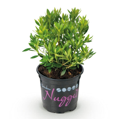 Rhododendron Bloombux Rose Clair, un plant en pot noir avec son feuillage vert dense sur fond blanc uni.
