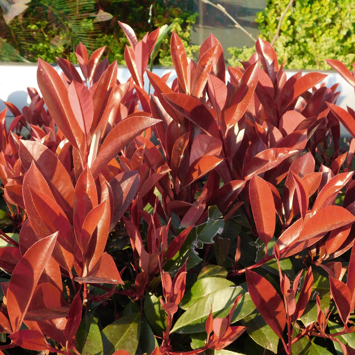 Photinia fraseri Little Red Robin avec un feuillage éclatant, majoritairement rouge vif, avec quelques touches de vert foncé en arrière-plan