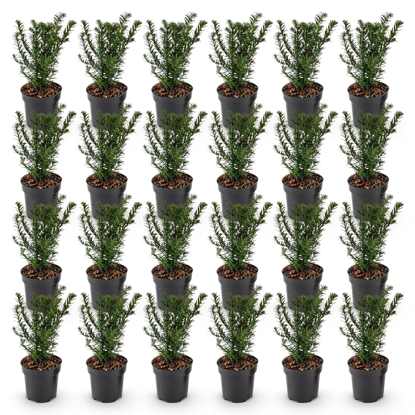 If toxique (Taxus baccata) en pots noirs de 9cm, hauteur 20-30cm, alignés sur fond blanc. Lot de jeunes plants persistants pour haie.