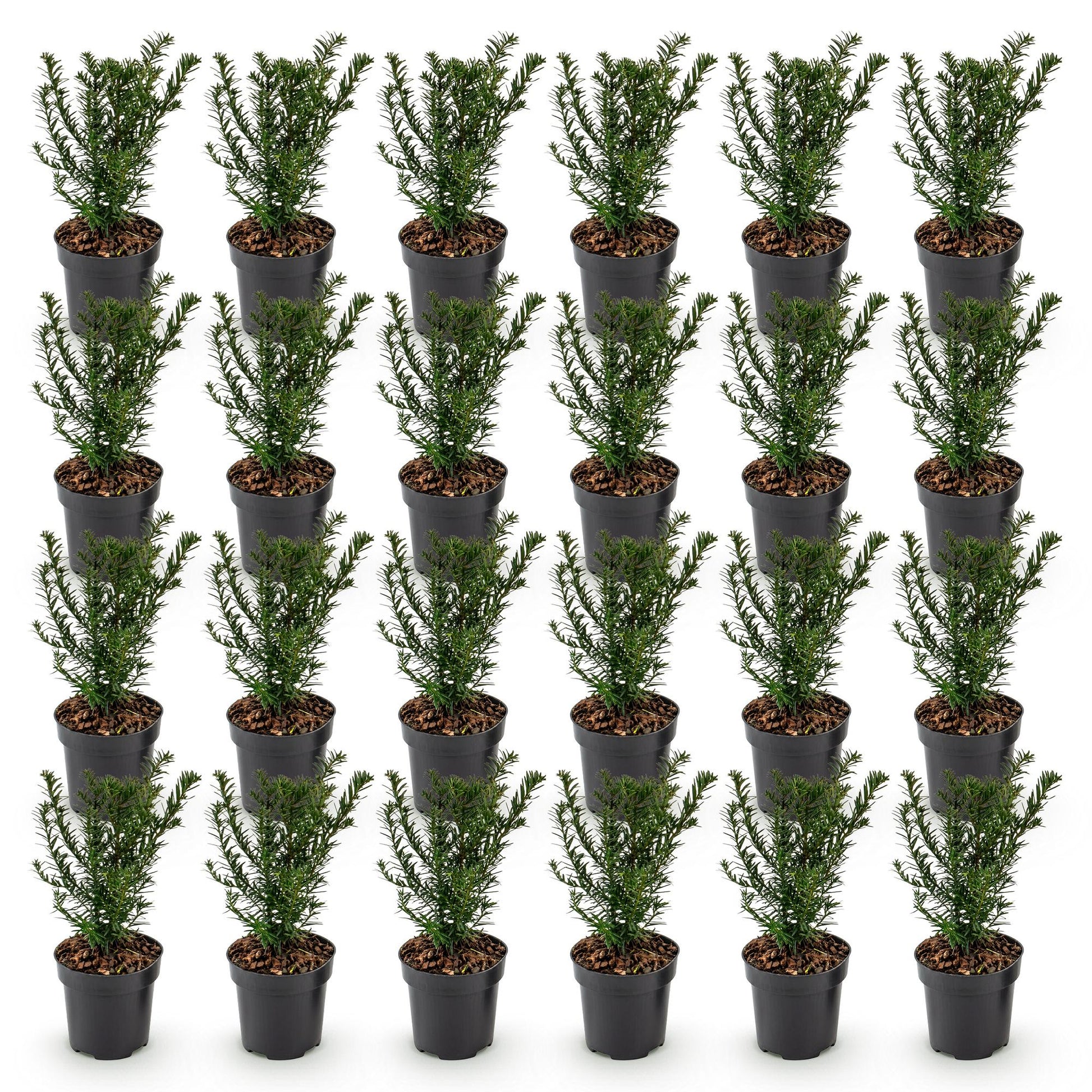 If toxique (Taxus baccata) en pots noirs de 9cm, hauteur 20-30cm, alignés sur fond blanc. Lot de jeunes plants persistants pour haie.