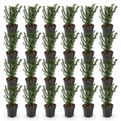 If toxique (Taxus baccata) en pots noirs de 9cm, hauteur 20-30cm, alignés sur fond blanc. Lot de jeunes plants persistants pour haie.