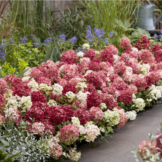 Hydrangea panniculata Groundbreaker Ruby. Une bordure fleurie d'hortensias aux fleurs roses et blanches dans un jardin, avec de la verdure e