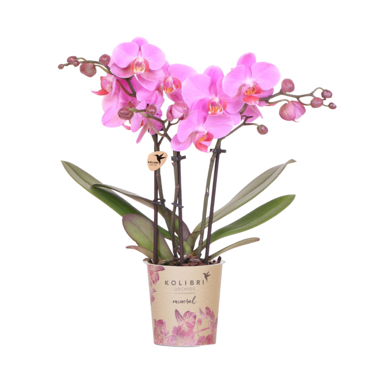 Orchidée Phalaenopsis violet-rose en pot