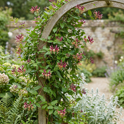 Chèvrefeuille de Henry (Lonicera henryi) - grimpante persistante