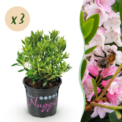 Rhododendron Bloombux Rose Clair. Jeune plant en pot et gros plan d'une fleur rose pâle avec un bourdon, bulle x3.