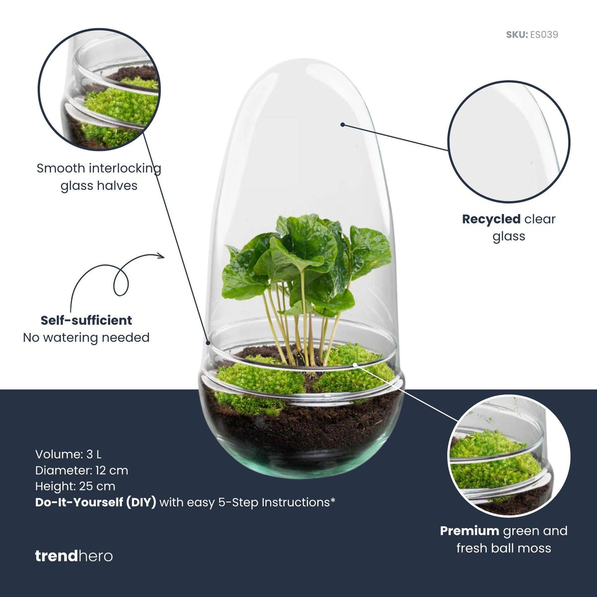 Kit terrarium en forme d'œuf avec caféier (Coffea arabica), bocal en verre hauteur 25 cm